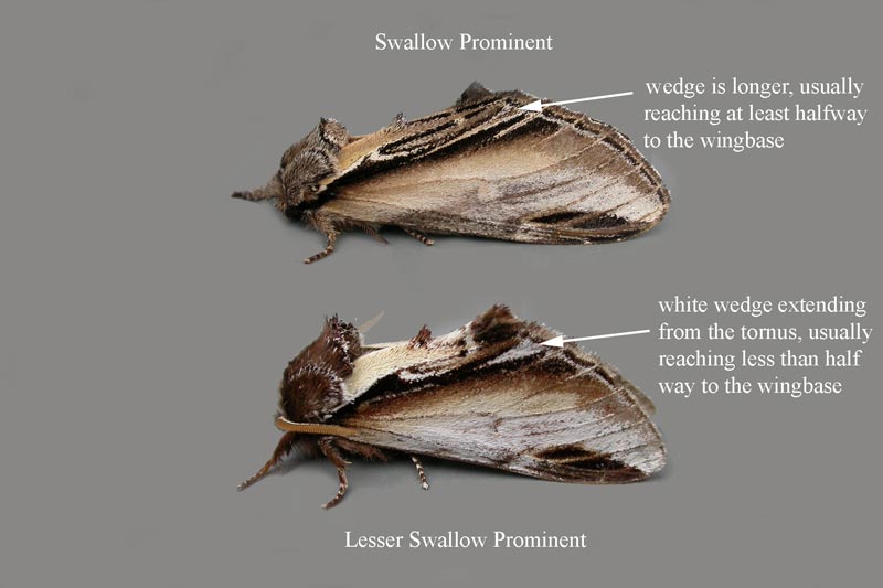 Swallow Moth 119